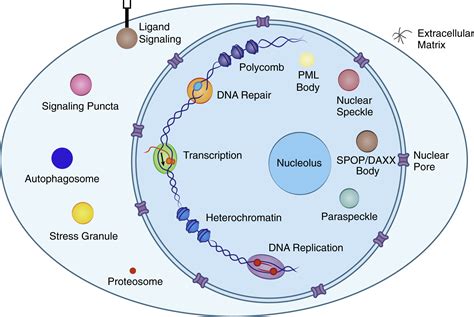 Biomolecular Condensates And Cancer Cancer Cell