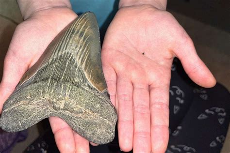 Girl Finds Megalodon Shark Tooth Fossil At Least M Years Old