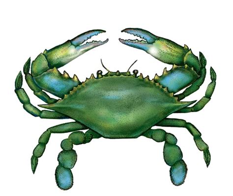 Crab clipart green, Crab green Transparent FREE for download on ...