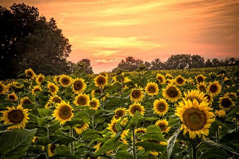 Sunflower Sunset Photograph by Steven Bateson - Fine Art America