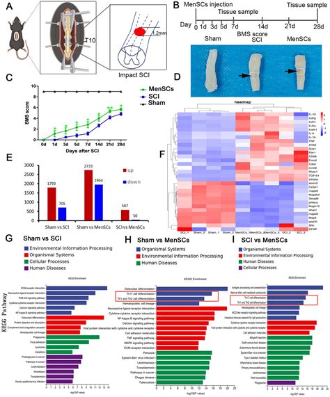 Human Menstrual Bloodderived Endometrial Stem Cells Promote Functional