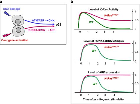 Tumor Suppressor Pathways A Two Major Pathways Trigger P