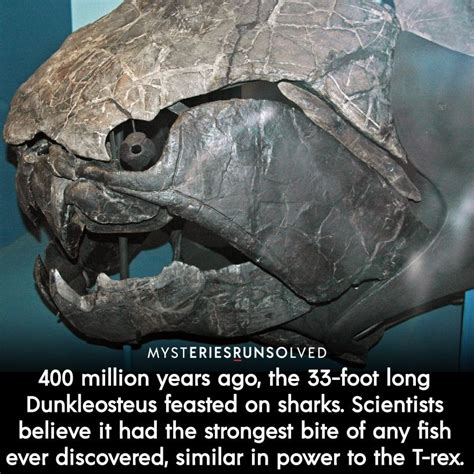 400 million years ago, the 33-foot long Dunkleosteus feasted on sharks ...