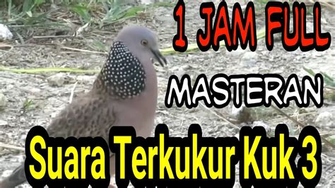 Suara Burung Terkukur Kuk Full Jam Youtube