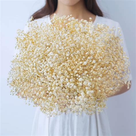 Amazon 100PCS Dried Pressed Babys Breath Flowers Bulk YouthBro