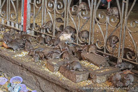 The Karni Mata Story Facts Beliefs Of The Rat Temple In Rajasthan