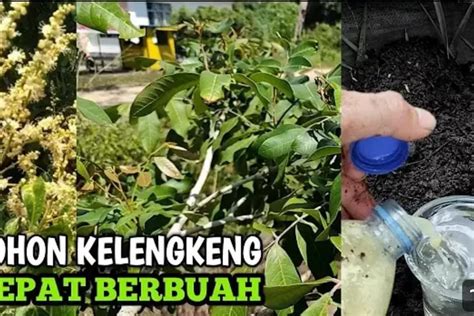 Menanam Pohon Kelengkeng Dalam Planter Bag Untuk Hasil Cepat Dan