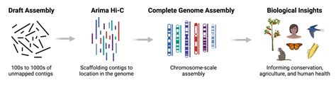 Genome Assembly Arima Genomics