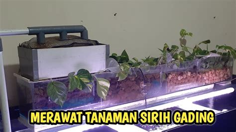 Tanaman Sirih Gading Top Filter Aquarium Ikan Mas Koki YouTube