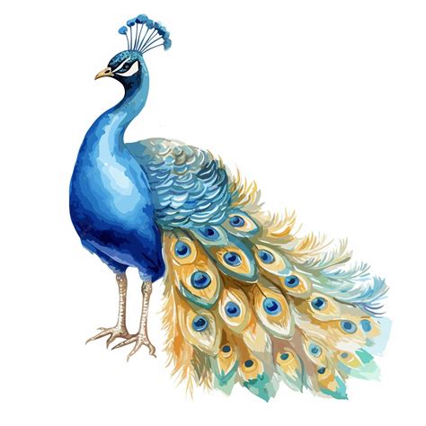 Colorful Peacock Illustration Isolated On A White Background Premium