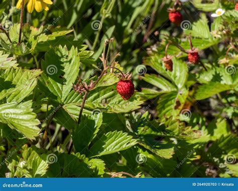 Tiro Ao Palito De Morangos Silvestres Alpinos Ou De Plantas Europeias