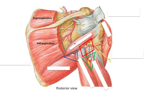 Anatomical Spaces Of The Scapular Region Diagram Quizlet