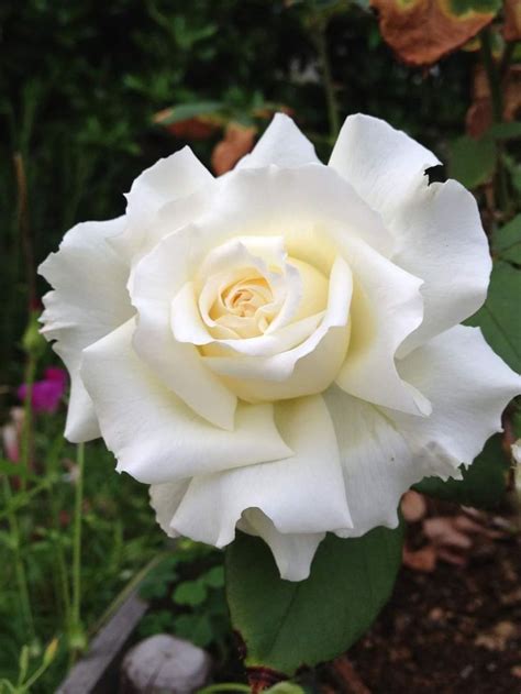 A White Rose Is Blooming In The Garden