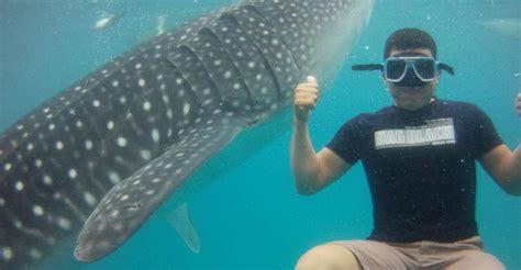 Cebu Whaleshark Encounter Tumalog Falls And Sumilon Sandbar Getyourguide