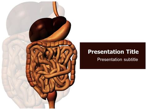 Attractive And Conceptual Digestive System Templates For Powerpoint In