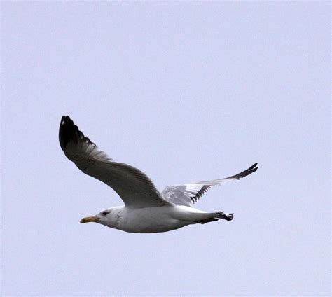 Mongolian Gull Larus Mongolicus China Thailand Coke Smith Wildlife