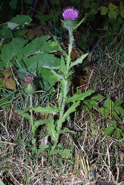 Weg Distel Carduus Acanthoides Beschreibung Steckbrief Systematik