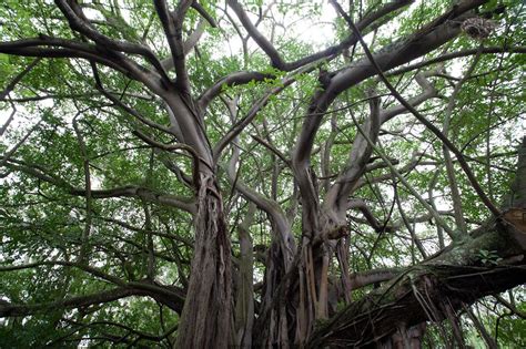 The Whispering Tree Of Albertinia Alex Aitkenhead