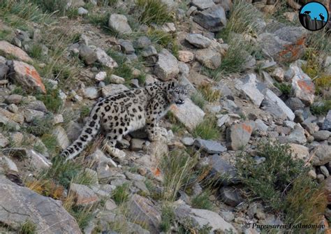 Snow Leopard Tour Wildlife Tours Mongolia