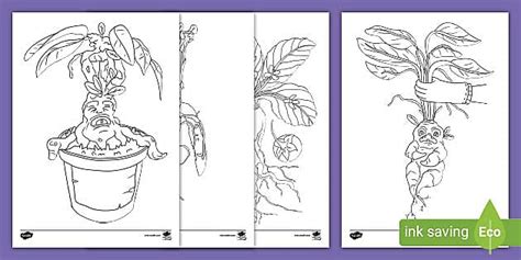 Mandrake Colouring Pages (l'enseignant a fait) - Twinkl