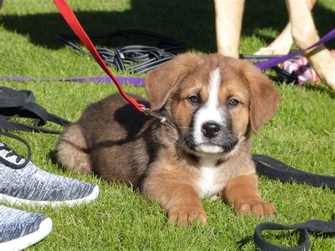 Chinook Puppies Throne Of Glass Litter Week 8