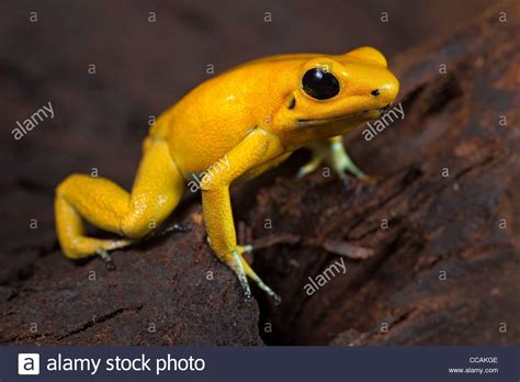 Golden Poison Frog wallpapers, Animal, HQ Golden Poison Frog pictures ...