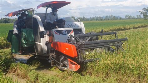 クボタの稲刈り機 Kubota Rice Harvester Harvesting Rice Youtube