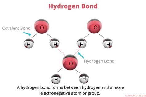 Importance Of Hydrogen Bonds At Katherine Perez Blog