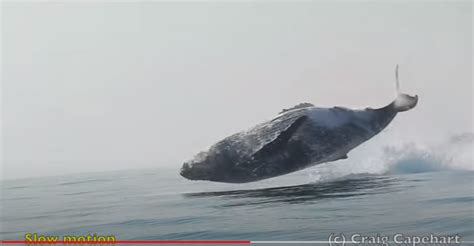 Une Norme Baleine De Tonnes A Compl Tement Saut Hors De L Eau