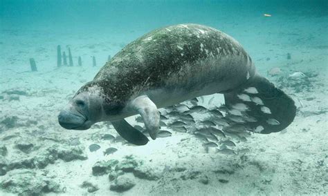 22 Best Florida Manatee Facts - Facts.net