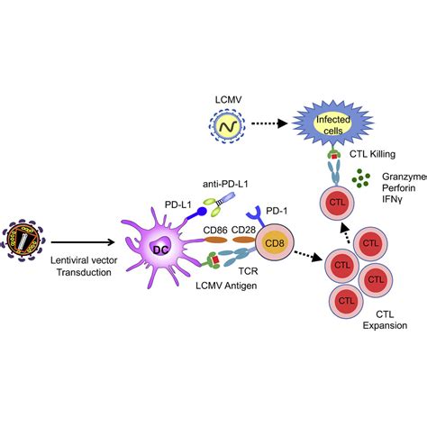 Lentiviral Vector Based Dendritic Cell Vaccine Synergizes With