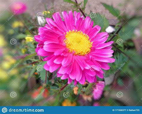 Beautiful Paris Daisy Flower Stock Image Image Of Daisy Blooming