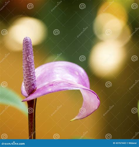 Purple Anthurium Stock Photo Image Of Close Pollen 43767442