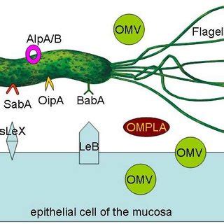 Sketch Of The Virulence Factors Produced By The Bacterium H Pylori