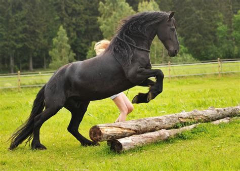 Friesian | Matilde Brandt - Side 6