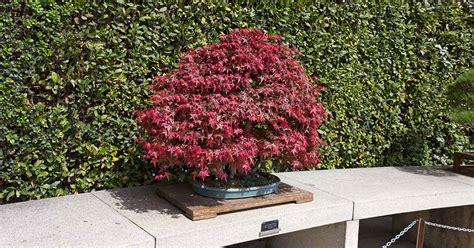 How To Grow A Japanese Maple Bonsai Gardeners Path