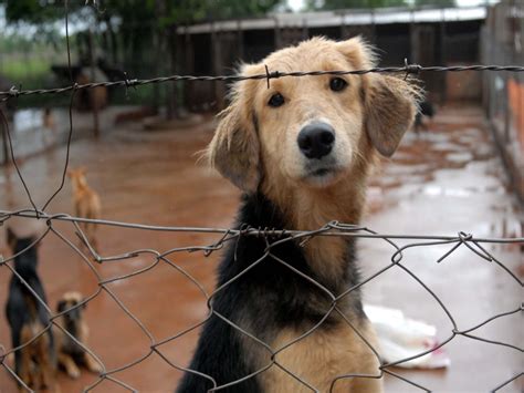 Perros Y Gatos En Situacion De Abandono