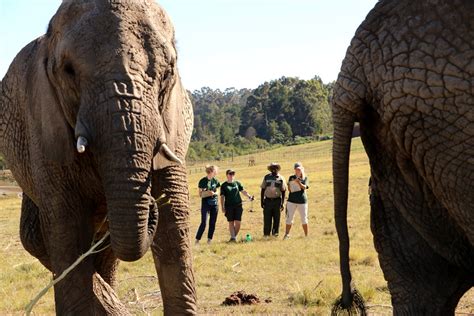 Volunteer With Elephants In South Africa Conservation Programs