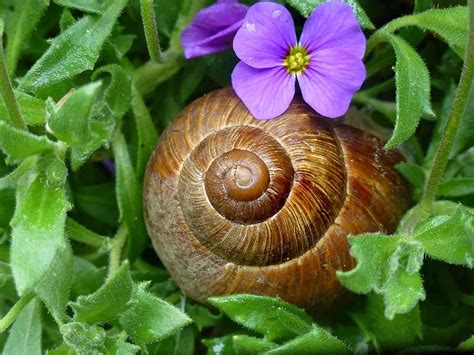 Slug Snail Seashell Mating Snails Hermaphrodites Mucus Molluscs Helix Pomatia