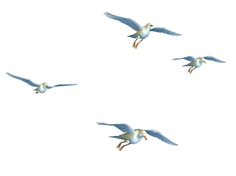 Birds Png Birds Transparent Background Freeiconspng I