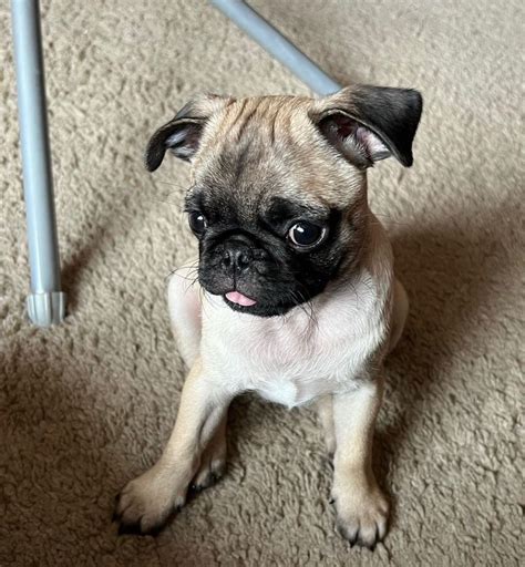 Black and Tan Pug Puppies for Sale | Buy Black and Tan Pug USA