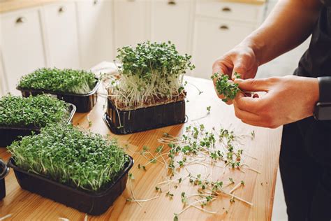 Plantas De Frutas Y Vegetales Que Puedes Cultivar En Casa