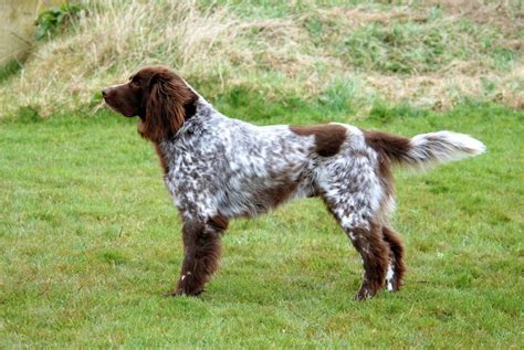 German Longhaired Pointer German Shepherd Dogs Dog Breeds German