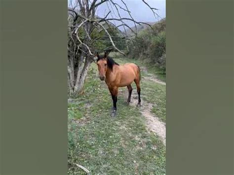 Какая красотка!Как лошадь ходит!)🐴 #животные #животноводство #лошади # ...