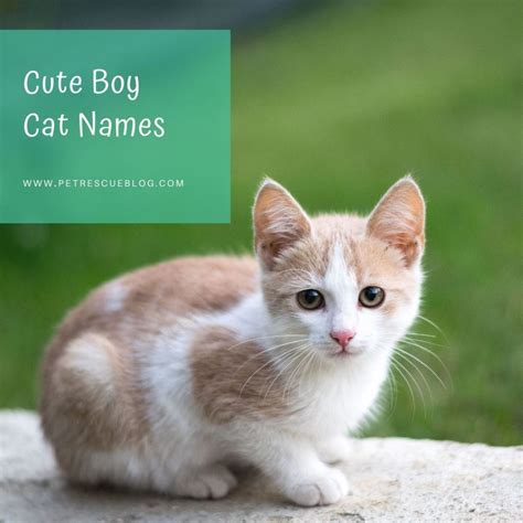 Boy Cat Names - 400+ Cute Kitten Name | Pet Rescue Blog