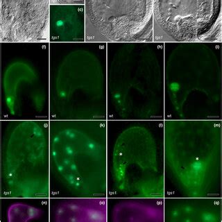 TGS1 Depletion Triggers Additional Female Germline In Arabidopsis