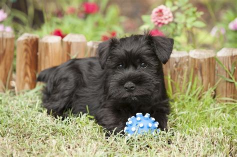 Schnug Miniature Schnauzer And Pug Mix Info Pictures Facts Traits