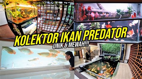 Gila Rumah Full Isi Ikan Predator Channa Auranti Pair Discus