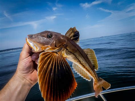 Sea Robin Striped Bassatmidmight