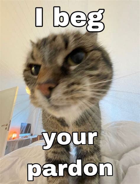 Hilarious Cat Meme Pictures To Brighten Your Day In Cat Memes